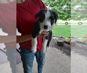 Border Collie-Maltese Mix Puppy for sale in FREDERICKSBURG, OH, USA