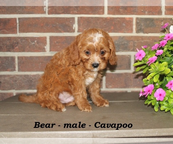 Medium Photo #2 Cavapoo Puppy For Sale in CLARKRANGE, TN, USA