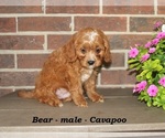Small #1 Cavapoo