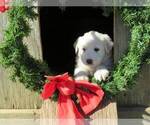 Small Photo #3 Great Pyrenees Puppy For Sale in WILLIAMSTOWN, KY, USA