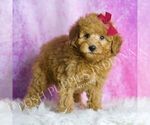 Small #3 Poodle (Toy)