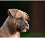 Small Photo #2 American Bully Puppy For Sale in OVERLAND, KS, USA