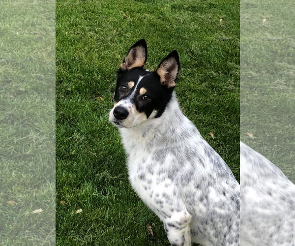 Medium Photo #11 Mutt Puppy For Sale in St. Louis Park, MN, USA