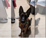 Small #4 German Shepherd Dog
