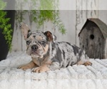 Small #2 French Bulldog