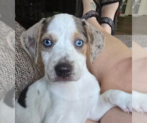 Mutt Dogs for adoption in Oakhurst, NJ, USA