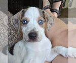 Small Mutt