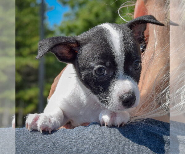 Medium Photo #4 Jack-Rat Terrier Puppy For Sale in Huntley, IL, USA