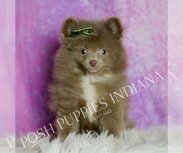 Medium Photo #1 Pomeranian Puppy For Sale in WARSAW, IN, USA