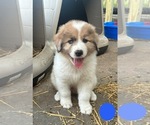 Small Photo #14 Australian Shepherd-Great Pyrenees Mix Puppy For Sale in LUCAMA, NC, USA
