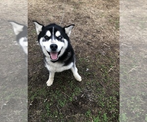 Siberian Husky Puppy for sale in MC LEANSBORO, IL, USA