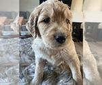 Small Photo #27 Goldendoodle Puppy For Sale in RATHDRUM, ID, USA
