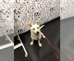 Small #5 white german shepherd Mix