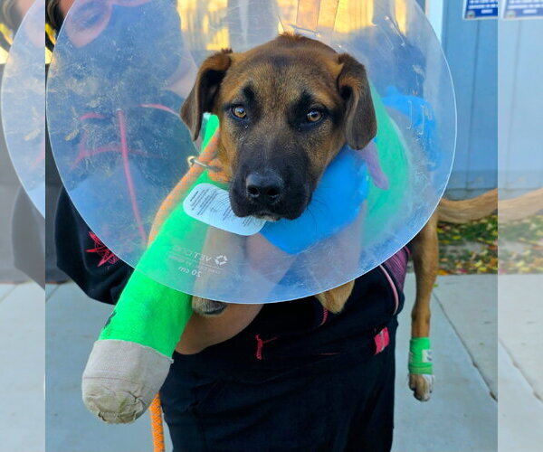 Medium Photo #3 German Shepherd Dog-Unknown Mix Puppy For Sale in San Diego, CA, USA