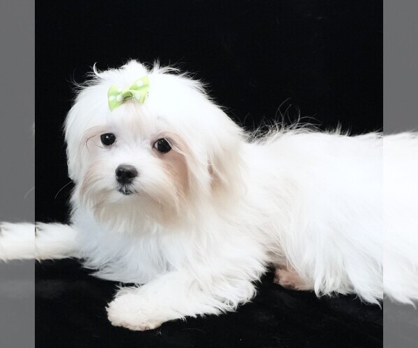 Medium Photo #4 Maltese Puppy For Sale in ROCK VALLEY, IA, USA
