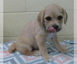 Labrador Retriever Dogs for adoption in Downey, CA, USA