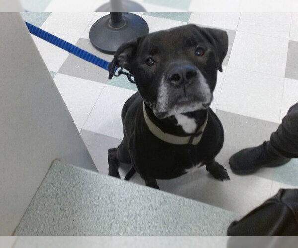 Medium Photo #1 Mastador Puppy For Sale in Oklahoma City, OK, USA