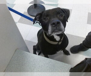 Mastador Dogs for adoption in Oklahoma City, OK, USA