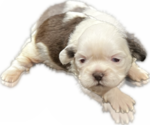 Puppy 2 Shih Tzu