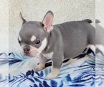 Small Photo #1 French Bulldog Puppy For Sale in HESPERIA, CA, USA
