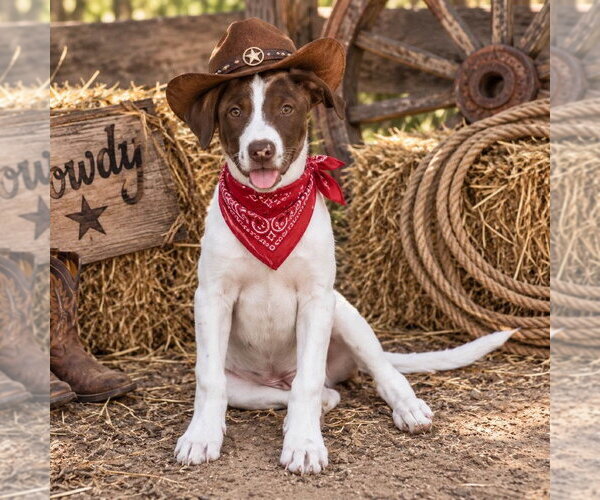 Medium Photo #3 Labrador Retriever Puppy For Sale in Yardley, PA, USA