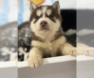 Alaskan Husky-Siberian Husky Mix Puppy for sale in VANCOUVER, WA, USA