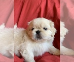 Small Photo #1 Pekingese Puppy For Sale in ODD, WV, USA