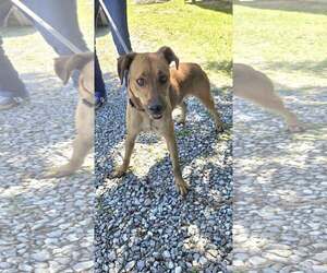 - Mix Dogs for adoption in Rustburg, VA, USA