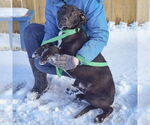 Small #8 Boxer Mix