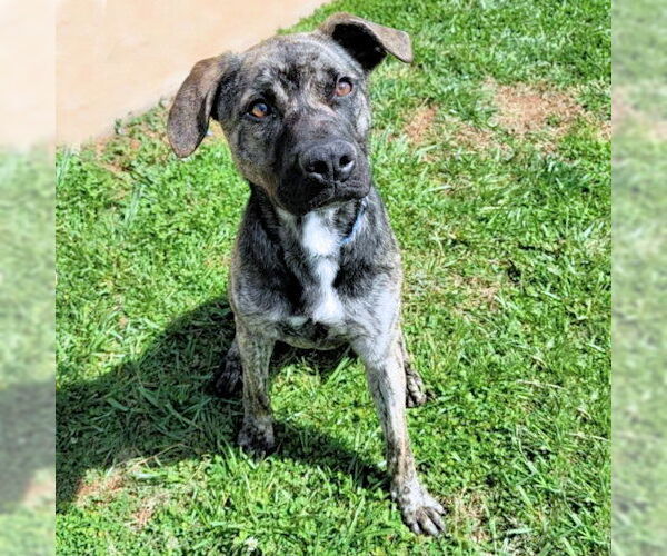 Medium Photo #1 Shepradors Puppy For Sale in Rutherfordton, NC, USA
