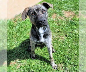 Shepradors Dogs for adoption in Rutherfordton, NC, USA