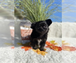 Chihuahua Puppy for sale in BULLS GAP, TN, USA