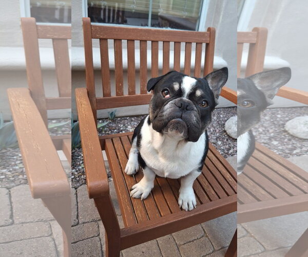Medium Photo #4 French Bulldog Puppy For Sale in Buckeye, AZ, USA