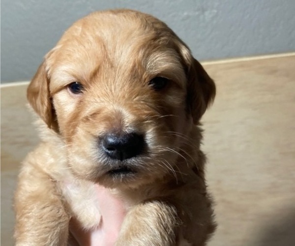 Medium Photo #2 Goldendoodle Puppy For Sale in MODESTO, CA, USA