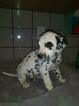 Small Photo #17 Dalmatian Puppy For Sale in DELANO, CA, USA