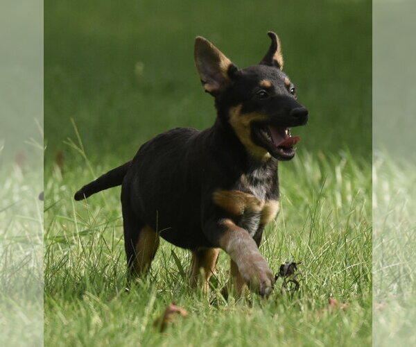 Medium Photo #10 Mutt Puppy For Sale in Mechanicsburg, PA, USA