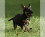 Small #9 Mutt