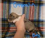 Small #7 Chizer