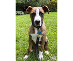 Small #8 Retriever  Mix