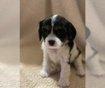 Puppy Ghost Face Carr Cavalier King Charles Spaniel