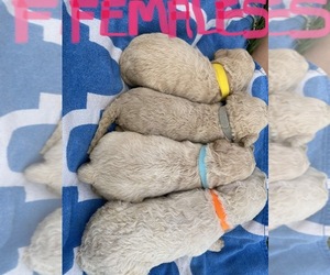 Goldendoodle-Poodle (Standard) Mix Puppy for sale in HANFORD, CA, USA