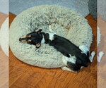 Small #7 Rat Terrier