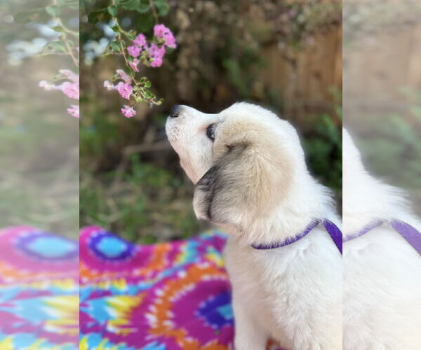 Medium Photo #4 Great Pyrenees Puppy For Sale in Spring, TX, USA