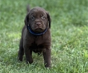 Medium Labrador Retriever