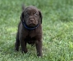 Puppy Blue Labrador Retriever