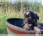 Small Photo #30 Miniature Australian Shepherd Puppy For Sale in BETHANY, IL, USA