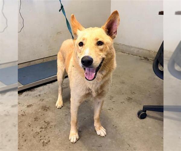 Medium Photo #1 German Shepherd Dog-Unknown Mix Puppy For Sale in Camarillo, CA, USA