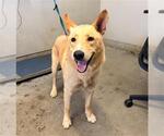 Small German Shepherd Dog Mix