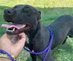 Small #2 Labrador Retriever Mix