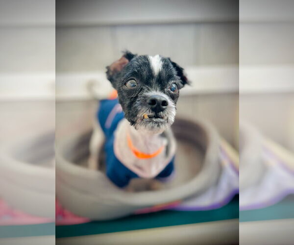 Medium Photo #3 Shih Tzu-Unknown Mix Puppy For Sale in Pacolet, SC, USA